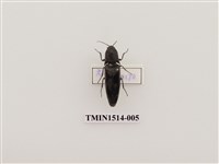 藏品(叩頭蟲科)的圖片